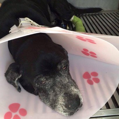 บี้เกิ้ลท้องโย้แต่คลอดไม่ออก คุณหมอช่วยด้วยข้อมูลสัตว์ป่วย “คิตตี้”เป็นแม่แมวร่างน้อย สายพันธุ์ British Shorthair เพศเมีย อายุ 1 ปี เข้ารับการรักษาที่โรงพยาบาลสัตว์ไอเว็ทด้วยอาการคลอดลำบาก โดยเจ้าของสังเกตพบว่าภายหลังจากน้องคิตตี้มีน้ำคร่ำไหลออกทางอวัยวะเ